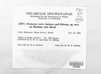 Uromyces verus image